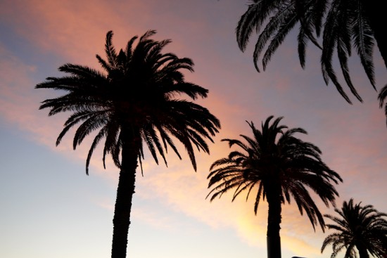 Melbourne, St Kilda, Palm trees, mar. 2014 Melbourne, St Kilda, Palm trees