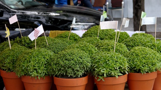 Porto, traditional basil for Sao Joao celebration, juin 2015 Porto, traditional basil for Sao Joao celebration