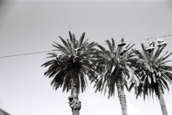 Sydney_b_w1_taylorsquare_palmtrees.jpg
